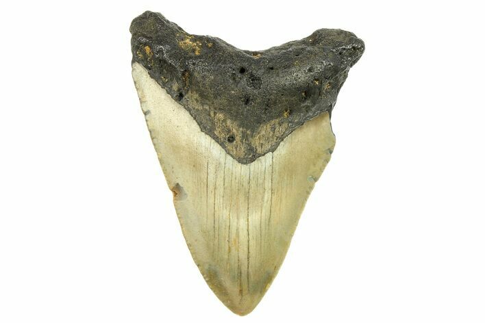 Fossil Megalodon Tooth - North Carolina #298841